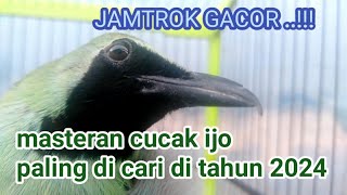 Dari Awal Di Rawat Sampai Di Trek Gacornya Gak Ketulunganyakin Burung Mu Gak Bakal Diam Ikut Bunyi