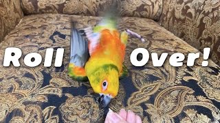 How to Teach a Bird to Roll Over!
