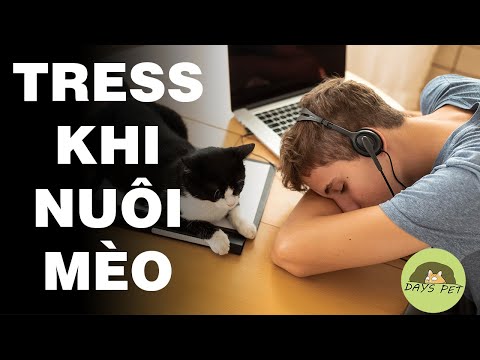 Video: Làm Thế Nào để Chọn Một Con Mèo