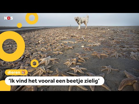 Strand ligt vol met honderdduizenden zeesterren: 'Wel bizar'