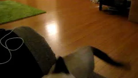 Watch the video about Cat Playing Fetch