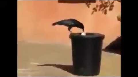 The smart crow collects garbage and throws it in the trash bin