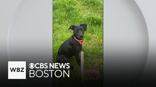 Pet Parade: See three puppies up for adoption in Massachusetts