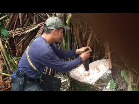 Survival: Pokok Rumbia.