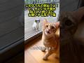 「この子うちで飼おうよ!」外にいる子猫を指さして飼い主にお願いする茶トラ猫