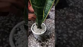 snake plant in small pot for indoor decoration #shorts #planters #snakeplant #diy