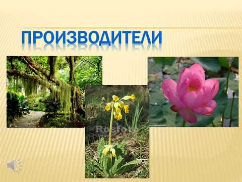 Урок по естествознанию. 5 класс. Тема: Круговорот веществ в природе