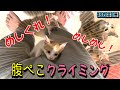 離乳食に目覚めた子猫の食欲がすごい…！【37日目】