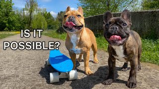 Teaching TWO Dogs To Skateboard / WE DID IT