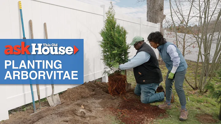 How to Plant an Arborvitae Row | Ask This Old House