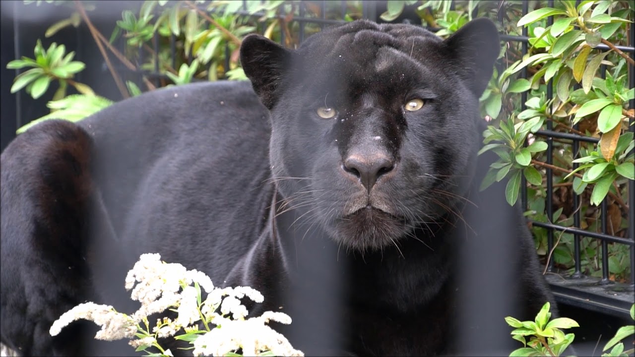 黒ジャガー「ボスキ」5歳。鹿児島市平川動物公園にて2018/11/26撮影。Black jaguarKagoshima City Zoo