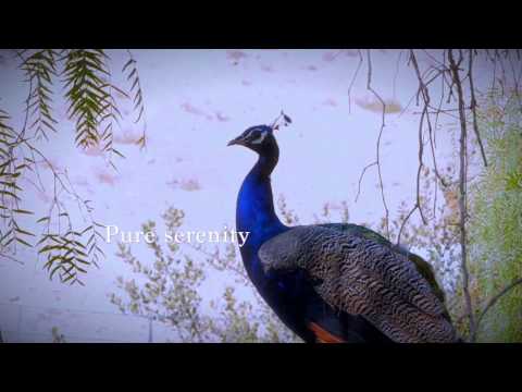2 Peppertree Drive, Rancho Palos Verdes, CA home video tour