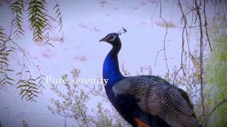 2 Peppertree Drive, Rancho Palos Verdes, CA 90275