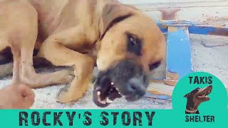 Aggressive dog turns out loves hugs, kisses and...sticks   Takis Shelter