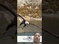 “FISH HAD NO CHANCE!”#EagleHunt #FishHunt #Wildlife #Nature #BirdOfPrey #EagleAttack #FishingSkills