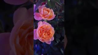 Roses At Night #shortvideo #relaxing