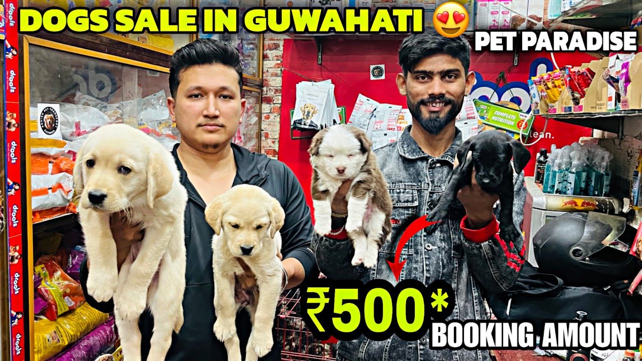 Dog Market in Guwahati 😍Pet Paradise Low Price Puppies 🐶