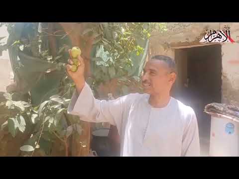 رائحة وفاكهة وعلاج كيف تزرع شجرة جوافة أمام منزلك