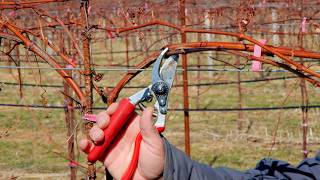 Spring Pruning Grapevines in Cold Climates