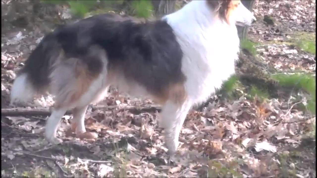 CANI training Antijagdtraining Hund Jagen abgewöhnen ohne Leine im Wald