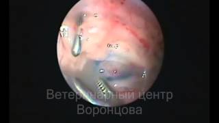 Хилоторакс у кота Торакоскопическое лечение Хилоторакс у кота Торакоскопическое лечение