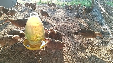 GÀ RỪNG RẶC, GÀ F1 CON BUNG ĐÀN RA CHUỒNG LỚN😍😍😍