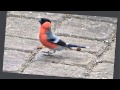 Pyrrhula pyrrhula   Bullfinch    Juodgalve sniegena 1080