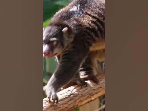 Медвежий поссум: Необычное животное из Новой Гвинеи 😍 #животные # ...