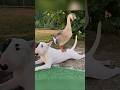 Best friends for life #viralvideo #wildlifeentertainment #viral #wildliferescue