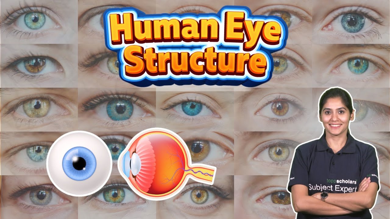 Structure of the Human eye | Parts of the eye | Function of the eye ...