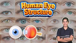 Structure of the Human eye | Parts of the eye | Function of the eye | Eye anatomy | Physics class 10