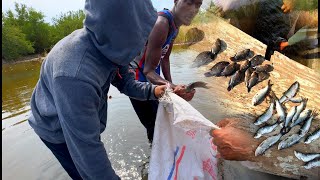 Simple & Direct: Mangrove Survival: Catching Tilapia and Cooking Fish Tea