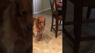 Golden Retriever Loves Singing Along With Its Papa