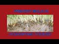 PREVENT MOLD IN HYDROPONIC FODDER