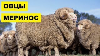 Разведение овец породы Меринос как бизнес | Тонкорунная овца | Овца меринос