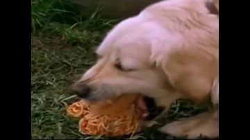 Dog's Spaghetti