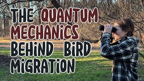 The Quantum Mechanics Behind Bird Migration | 2024 Science Ambassador Scholarship