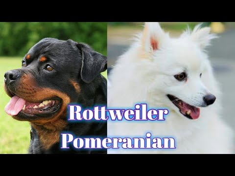 Rottweiler Female For Sale Pomeranian Puppy Adult Female For Sale Scoobers Bhola Shola Youtube Rottweiler Female For Sale Pomeranian Puppy Adult Female For Sale Scoobers Bhola Shola Youtube