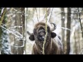 Bialowieza Expedition 2017 European Bison