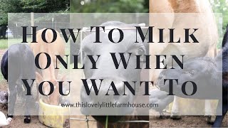 Calf Sharing | Only Milk Once A Day {Or Only When You Need Milk}