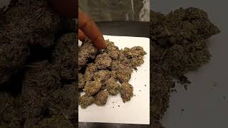 Biscotti Cannabis strain review