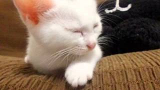 あなたはだんだん眠くな~る！ほらほら眠くな～る・・・ぐーー by Cooking Cat Lykke 6,496 views 10 years ago 55 seconds