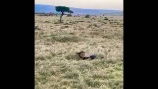 Wildbeest trying to go toe to toe with a lion  | wildebeest vs lion | shors lion