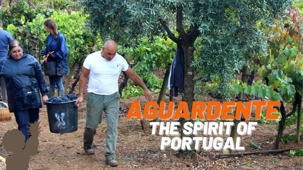 Aguardente: The Spirit of Portugal  // Aguardente artesanal