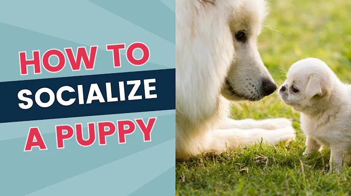 Prepare for Puppy Socialization With Other Dogs