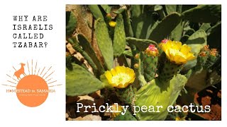 The multipurpose cactus: Prickly Pear (tzabar)