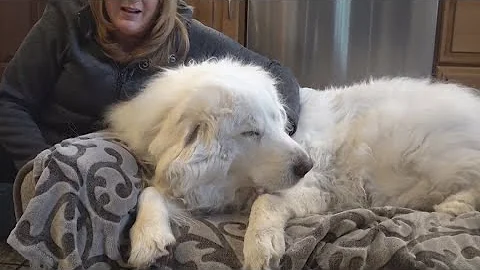 If it's too cold for you, it's too cold for your pet