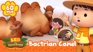 Celebrity Leo Saves a Camel from a Splinter! | Full Episodes | Leo the Wildlife Ranger | Cartoons for Kids Wealth