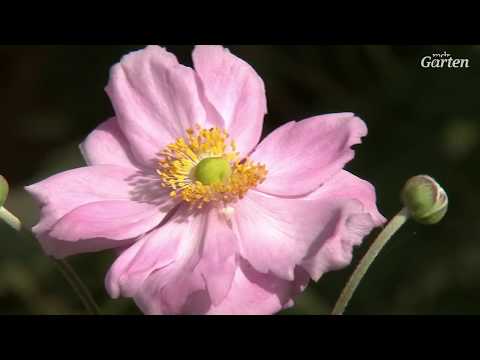 Video: Anemonenblüten: Tipps für die Pflege von Anemonenpflanzen