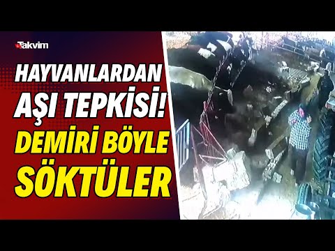 Isparta'da aşı yapılacak büyükbaş hayvanlar, panikleyince demiri söküp duvarı yıktı